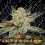 Gods Treat by Jordan of the Islands Cannabis Seeds For Sale at Just Feminized