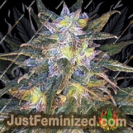 Sapphire Star by Jordan of the Islands Cannabis Seeds For Sale at Just Feminized