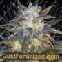 Sapphire Star by Jordan of the Islands Cannabis Seeds For Sale at Just Feminized