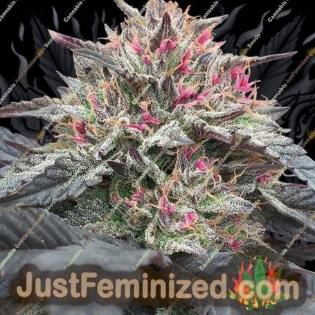 Skunkberry by Jordan of the Islands Cannabis Seeds For Sale at Just Feminized