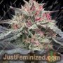 Skunkberry by Jordan of the Islands Cannabis Seeds For Sale at Just Feminized