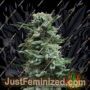 AK Skunk Auto by Kalashnikov Seeds Cannabis Seeds For Sale at Just Feminized