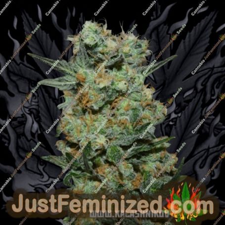 Baikal Express by Kalashnikov Seeds Cannabis Seeds For Sale at Just Feminized