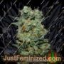 Baikal Express by Kalashnikov Seeds Cannabis Seeds For Sale at Just Feminized