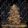 Big Altai Sativa Express Fast V by Kalashnikov Seeds Cannabis Seeds For Sale at Just Feminized