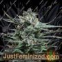 Blue Acid Auto by Kalashnikov Seeds Cannabis Seeds For Sale at Just Feminized