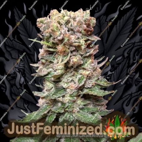 Cake by Kalashnikov Seeds Cannabis Seeds For Sale at Just Feminized
