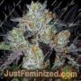 Copacobana by Anesia Seeds Cannabis Seeds For Sale at Just Feminized