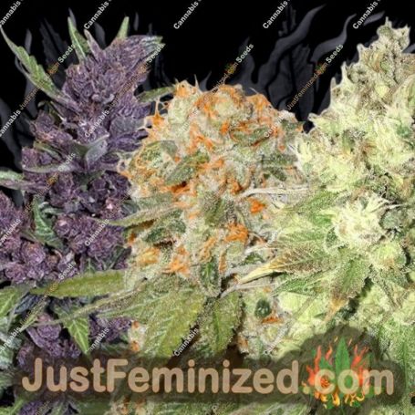 Express Mix Pack Fast V by Kalashnikov Seeds Cannabis Seeds For Sale at Just Feminized