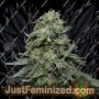 Kabul Express by Kalashnikov Seeds Cannabis Seeds For Sale at Just Feminized