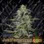 Katyusha by Kalashnikov Seeds Cannabis Seeds For Sale at Just Feminized