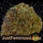 Katyusha by Kalashnikov Seeds Buds Weed Ganja Skunk Pot Reefer Dope Herb Pics Images
