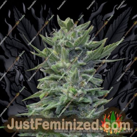 Lavanda Cream by Kalashnikov Seeds Cannabis Seeds For Sale at Just Feminized