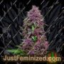 Purple Mazar Auto by Kalashnikov Seeds Cannabis Seeds For Sale at Just Feminized