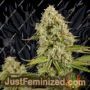 Hindu Kush by Anesia Seeds Cannabis Seeds For Sale at Just Feminized
