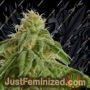 Afrodite by Kannabia Seeds Cannabis Seeds For Sale at Just Feminized