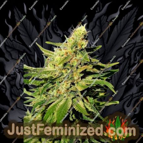 BCN Diesel by Kannabia Seeds Cannabis Seeds For Sale at Just Feminized