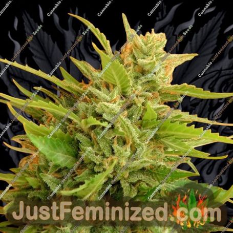 Big Band by Kannabia Seeds Cannabis Seeds For Sale at Just Feminized