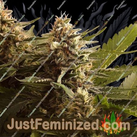Colombian Jack by Kannabia Seeds Cannabis Seeds For Sale at Just Feminized