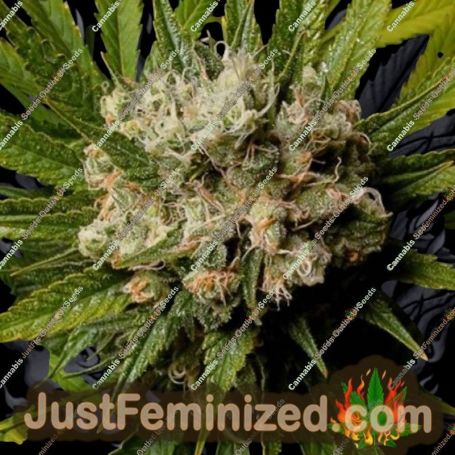 Malawi Gold by Anesia Seeds Cannabis Seeds For Sale at Just Feminized