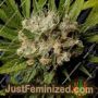 Malawi Gold by Anesia Seeds Cannabis Seeds For Sale at Just Feminized