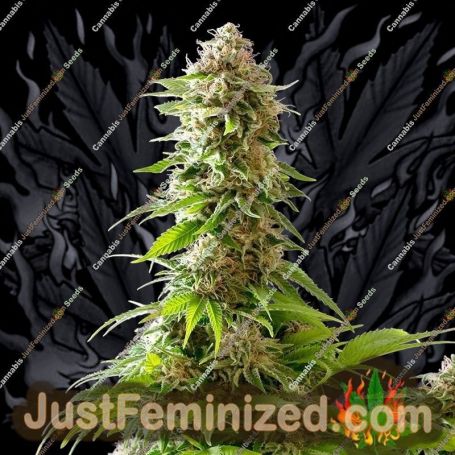 Cookies Haze by Kannabia Seeds Cannabis Seeds For Sale at Just Feminized