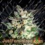 Diesel Glue by Kannabia Seeds Cannabis Seeds For Sale at Just Feminized
