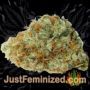 GSC by Kannabia Seeds Buds Weed Ganja Skunk Pot Reefer Dope Herb Pics Images