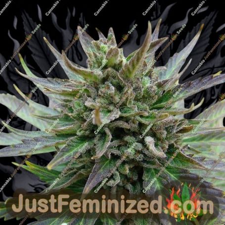 Kickass Auto by Kannabia Seeds Cannabis Seeds For Sale at Just Feminized