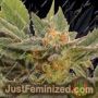 Kritic Auto by Kannabia Seeds Cannabis Seeds For Sale at Just Feminized