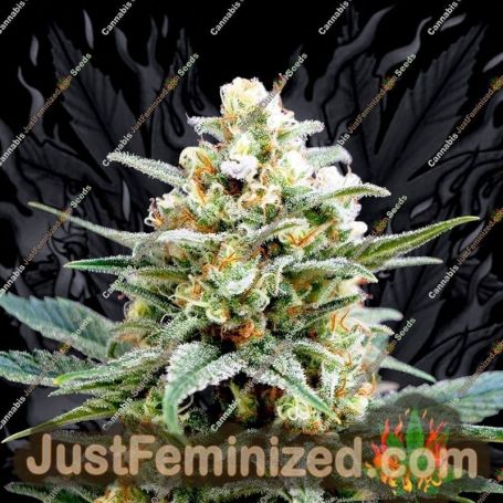 Kritical K by Kannabia Seeds Cannabis Seeds For Sale at Just Feminized