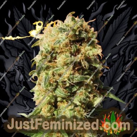 La Reina De Africa by Kannabia Seeds Cannabis Seeds For Sale at Just Feminized