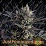 Lemon Haze Auto by Kannabia Seeds Cannabis Seeds For Sale at Just Feminized