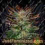 McEarly by Kannabia Seeds Cannabis Seeds For Sale at Just Feminized