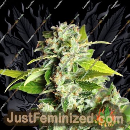 Mikromachine Auto by Kannabia Seeds Cannabis Seeds For Sale at Just Feminized
