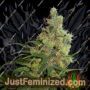 Neil Haze by Kannabia Seeds Cannabis Seeds For Sale at Just Feminized