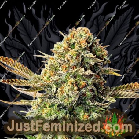 Russian Doll by Kannabia Seeds Cannabis Seeds For Sale at Just Feminized