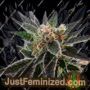 Sativa Dream by Kannabia Seeds Cannabis Seeds For Sale at Just Feminized