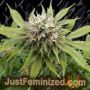 Silver Widow by Kannabia Seeds Cannabis Seeds For Sale at Just Feminized