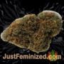 Silver Widow by Kannabia Seeds Buds Weed Ganja Skunk Pot Reefer Dope Herb Pics Images