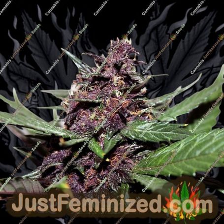 Swiss Dream Rose Auto CBD by Kannabia Seeds Cannabis Seeds For Sale at Just Feminized