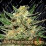Thai Fantasy by Kannabia Seeds Cannabis Seeds For Sale at Just Feminized