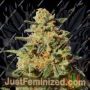 White Domina by Kannabia Seeds Cannabis Seeds For Sale at Just Feminized