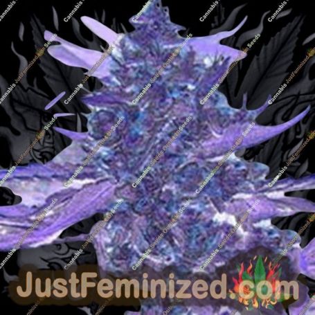 Brains Choice by KC Brains Seeds Cannabis Seeds For Sale at Just Feminized
