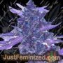 Brains Choice by KC Brains Seeds Cannabis Seeds For Sale at Just Feminized