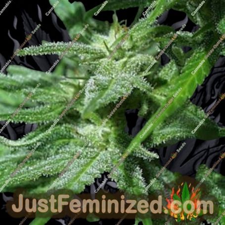 Brains Damage by KC Brains Seeds Cannabis Seeds For Sale at Just Feminized