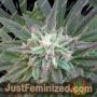 Brains Escape by KC Brains Seeds Cannabis Seeds For Sale at Just Feminized