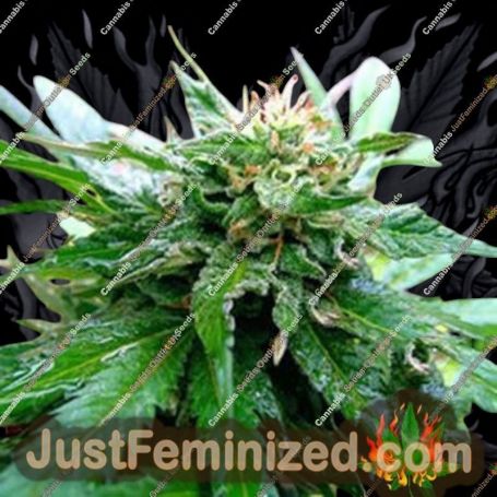 California Special by KC Brains Seeds Cannabis Seeds For Sale at Just Feminized