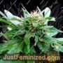 California Special by KC Brains Seeds Cannabis Seeds For Sale at Just Feminized