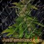 Double. D by KC Brains Seeds Cannabis Seeds For Sale at Just Feminized